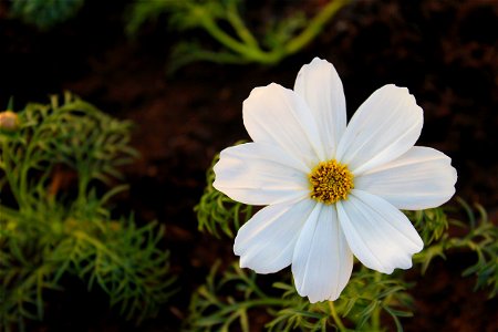 Selective Focus Photography Of White Cosmos Flower photo