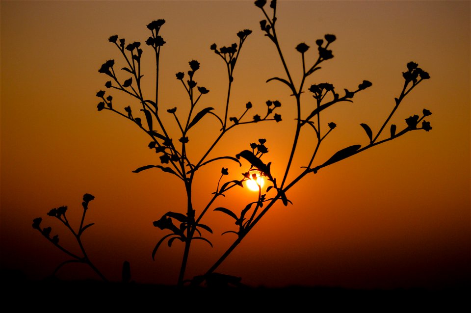 Silhouette Of Plant During Sunset photo