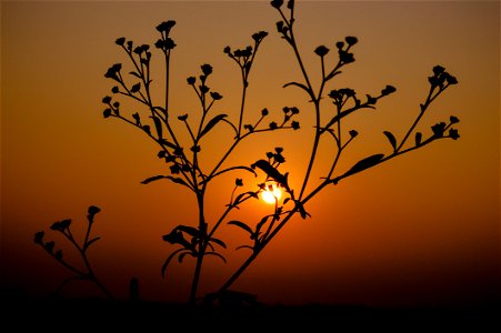 Silhouette Of Plant During Sunset photo