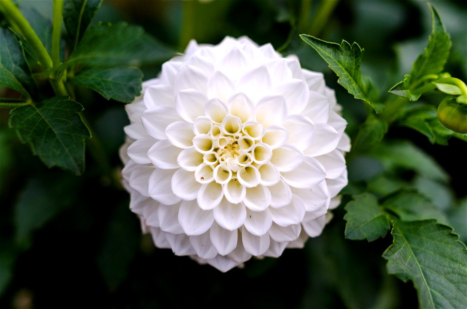 White Dahlia Closeup Photography