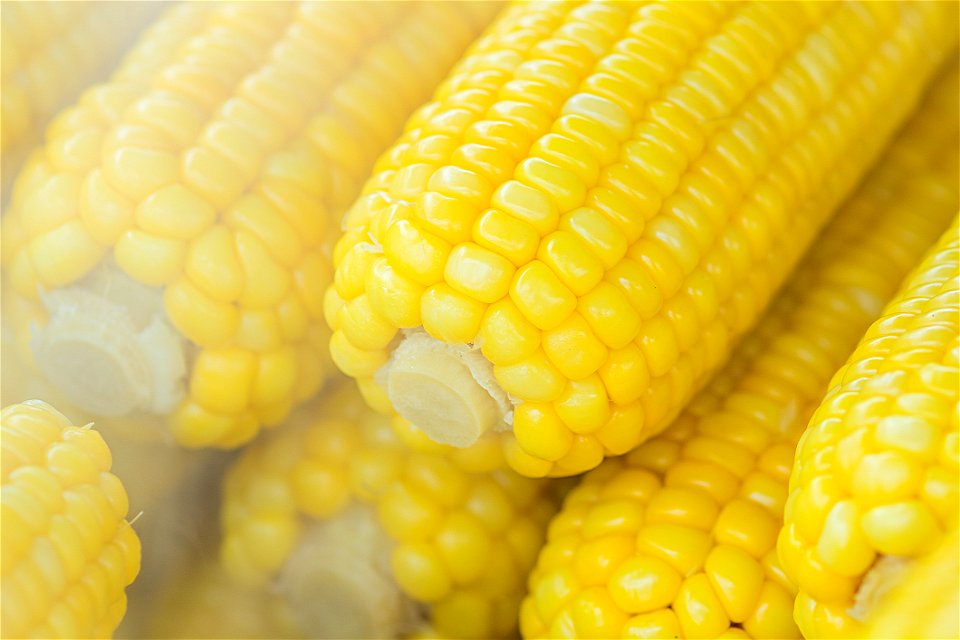 Pile Of Sweet Corns photo