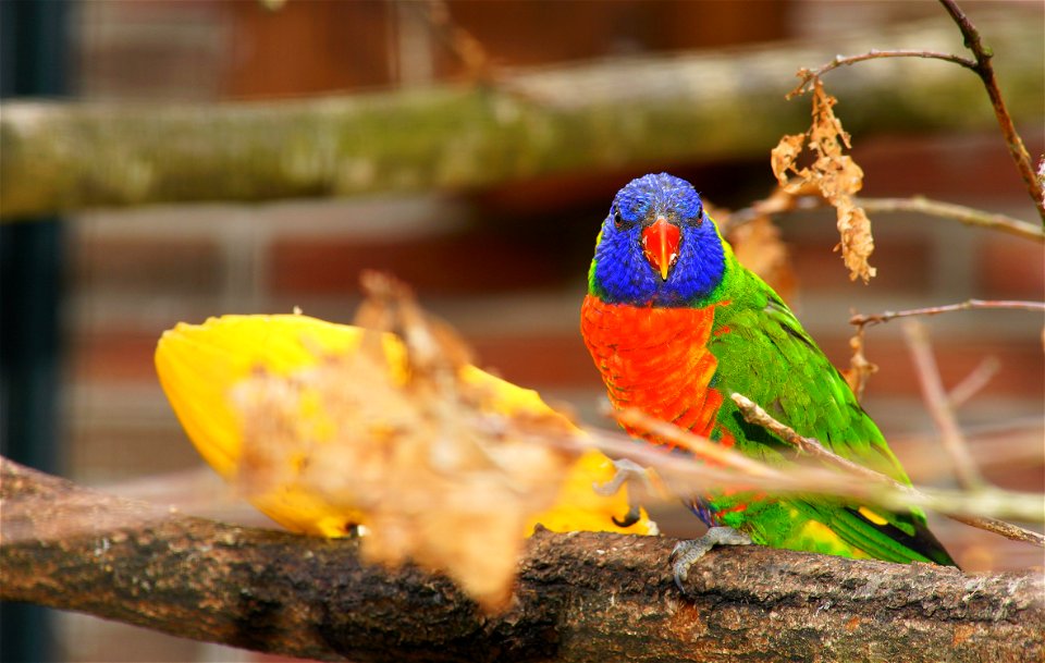 Animal World Avian