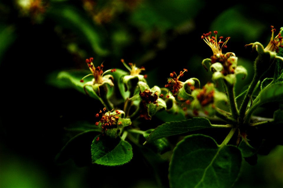 Bloom Blooming Blossom