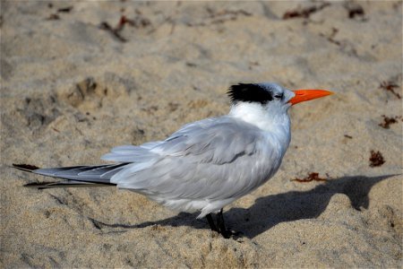 Animal Avian Beak photo