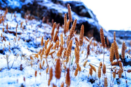 Close-up Cold Grass photo