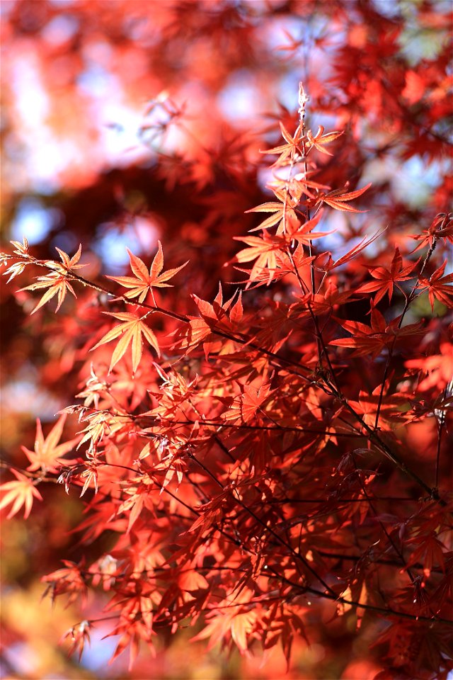 Red Leaved Tree photo