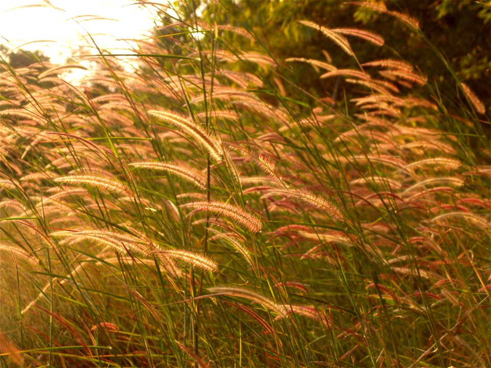 Agriculture Beautiful Bloom
