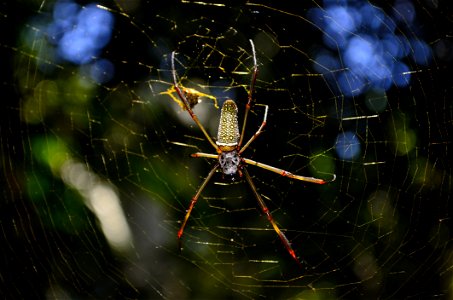 Close Up Photo Of Brown And Yellow Garden Spider photo