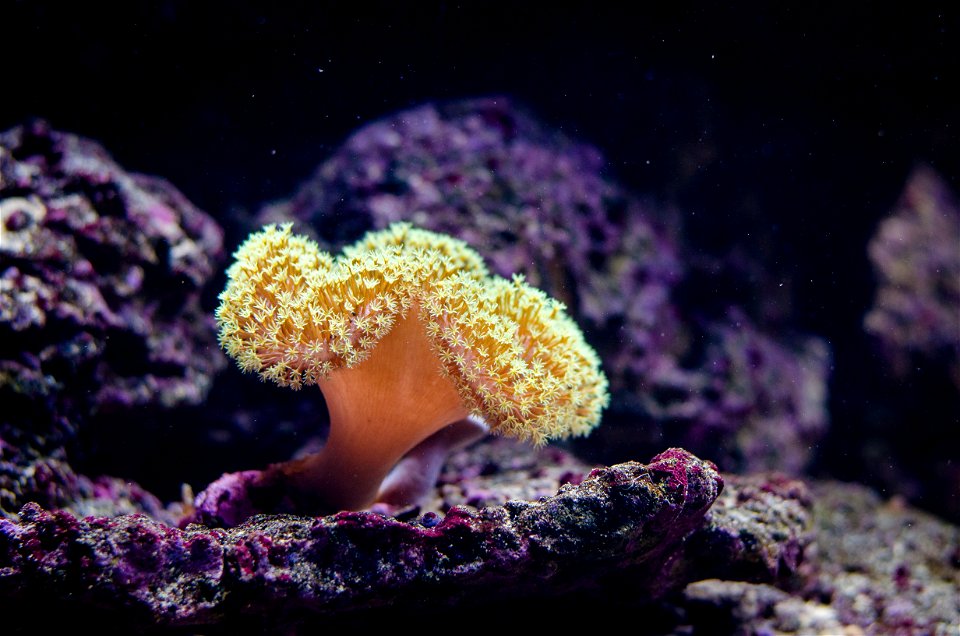 Close Up Photography Of Coral Reef