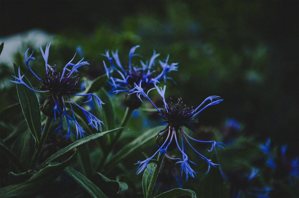 Blue Petaled Plant