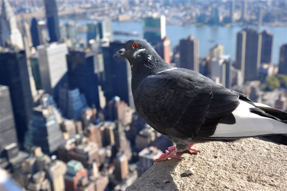 Bird Pigeons And Doves Beak City photo