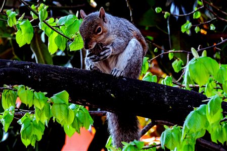 Fauna Mammal Squirrel Wildlife photo