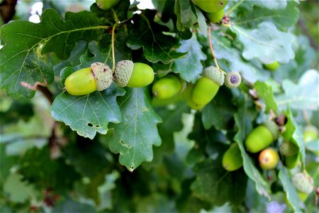 Fruit Tree Grapevine Family Produce photo