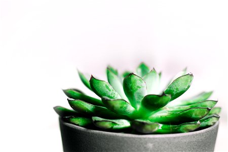 Closeup Photography Of Green Succulent Plant In Gray Pot photo
