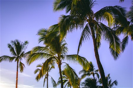 Low Angle Photography Of Coconut Trees photo