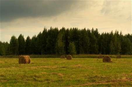 Hay Grassland Pasture Field