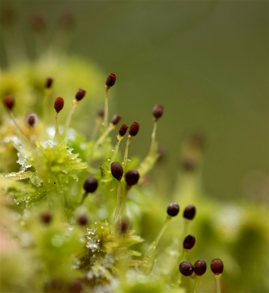 Flora Close Up Macro Photography Bud