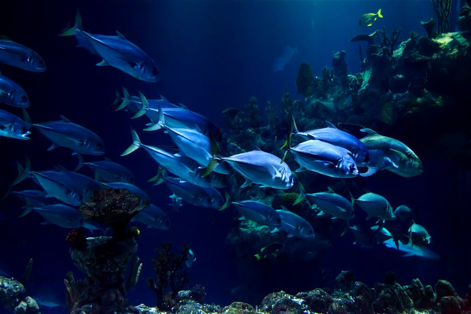Fish Underwater photo