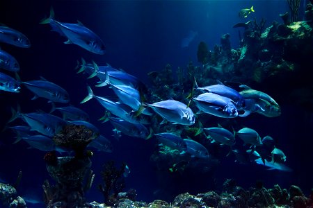 Fish Underwater photo