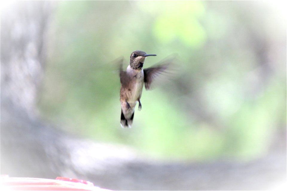 Bird Fauna Beak Hummingbird photo