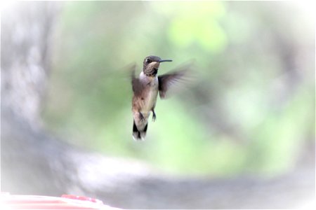 Bird Fauna Beak Hummingbird photo