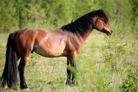 Horse Ecosystem Mane Horse Like Mammal photo