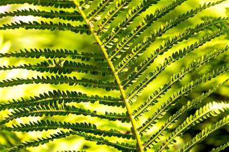 Vegetation Ferns And Horsetails Plant Fern