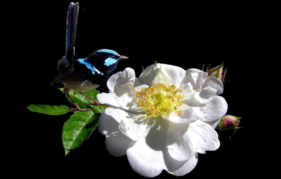 Flower Flowering Plant Rose Family Flora