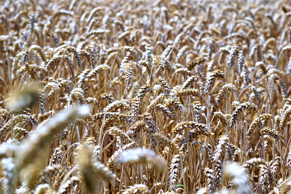 Grass Family Wheat Food Grain Grain photo