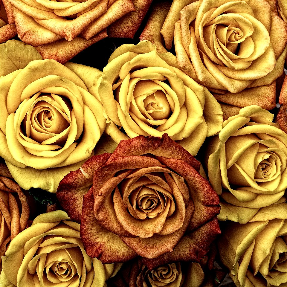 Flower Yellow Rose Rose Family photo