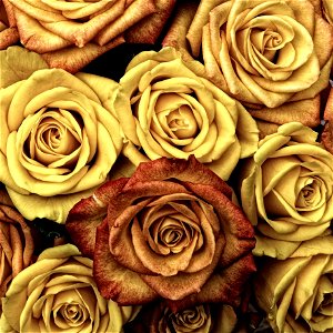 Flower Yellow Rose Rose Family photo