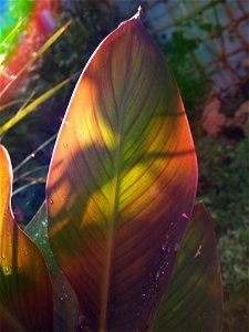Garden Leaf 3
