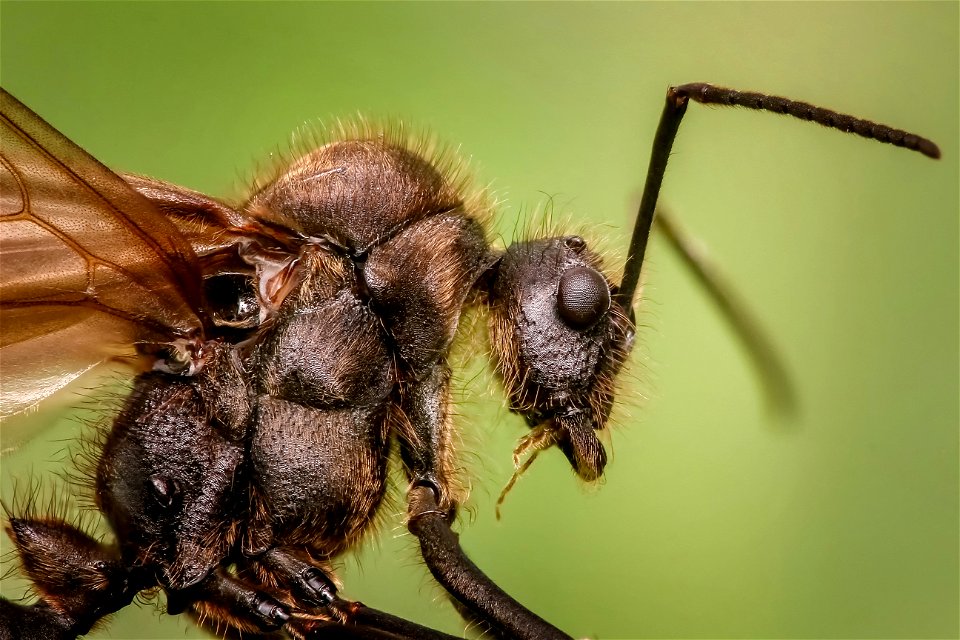Insect Invertebrate Membrane Winged Insect Pest