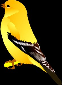 Bird Beak Yellow Fauna photo