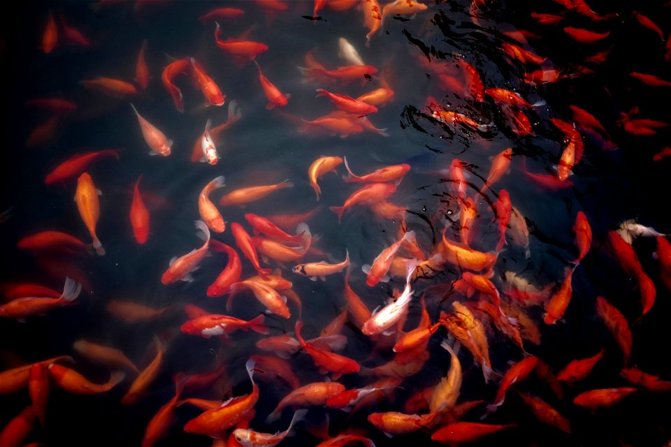 Red And Orange Koi In Water photo