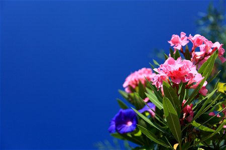 Flower Sky Plant Flowering Plant