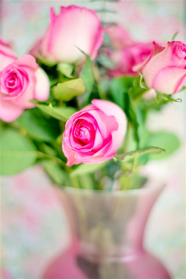 Pink Rose Buds