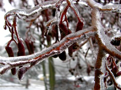 Branch Freezing Winter Tree photo