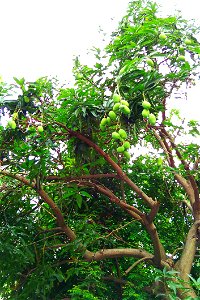 Jackfruits Hanging From Tree photo
