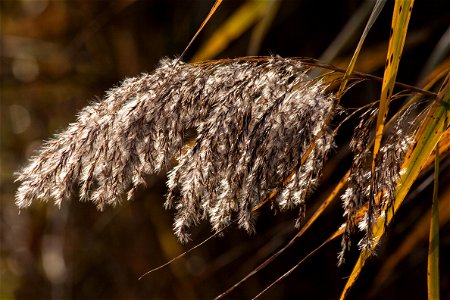 Grass Family Phragmites Close Up Twig photo
