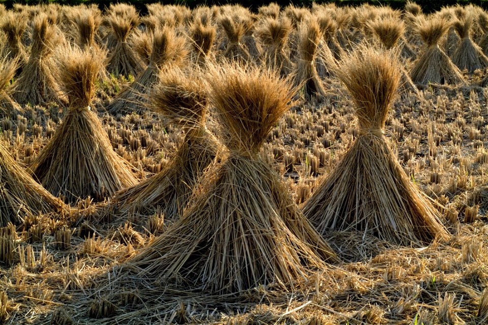 Straw Grass Family Hay Grass