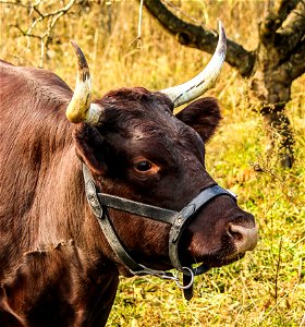 Horn Cattle Like Mammal Fauna Wildlife photo
