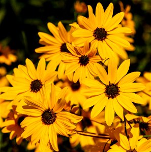 Flower Yellow Flora Wildflower photo