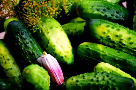 Cucumbers photo