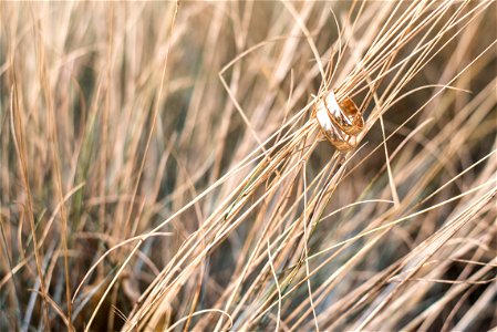 Gold Rings On Dry Grasses photo