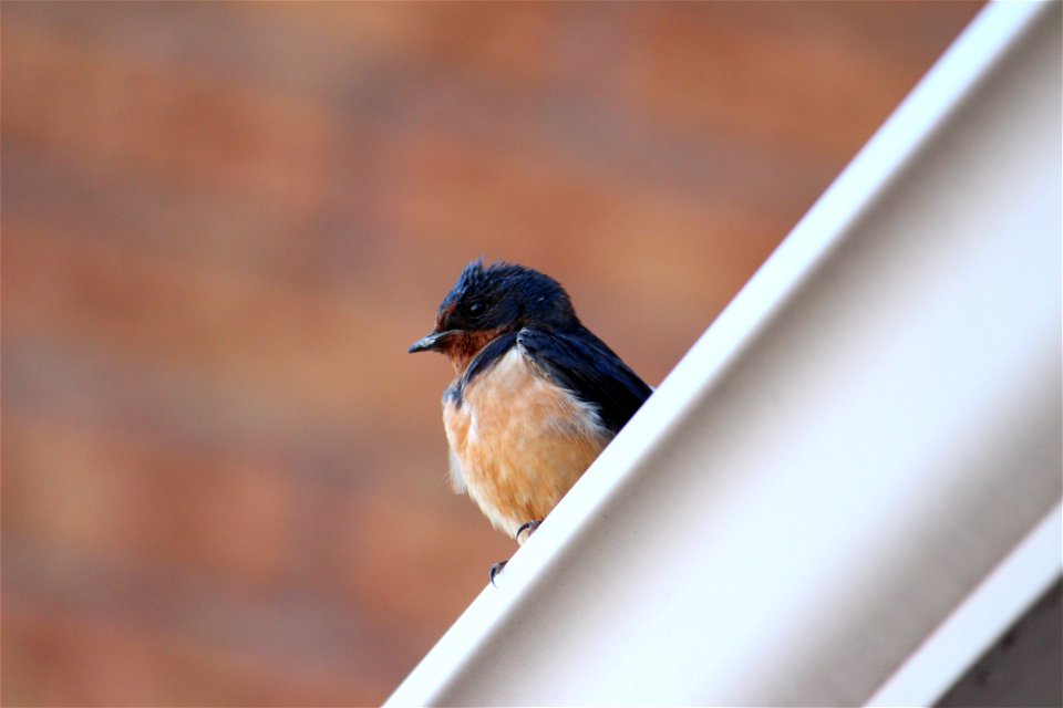 Bird On House Gutter photo