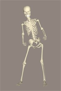 Skeleton Joint Standing Shoulder