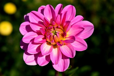 Flower Pink Flowering Plant Plant photo