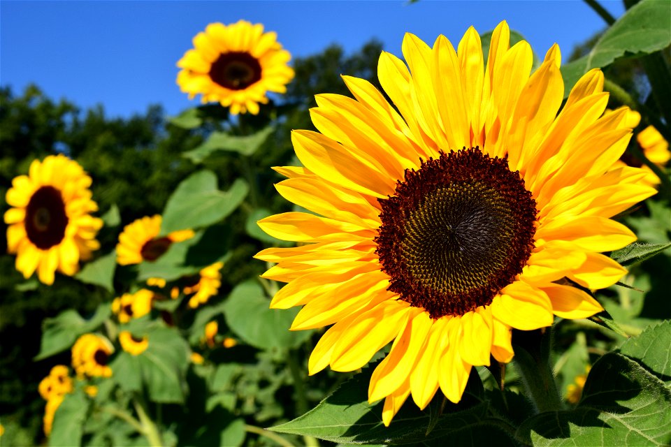Flower Sunflower Yellow Sunflower Seed