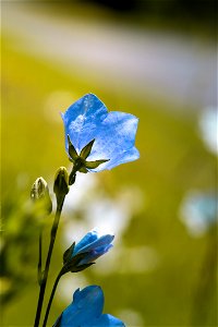 Blue Flower Flora Wildflower